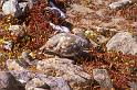 1980-09 Rocky Mtn NP 012 Ptarmigan
